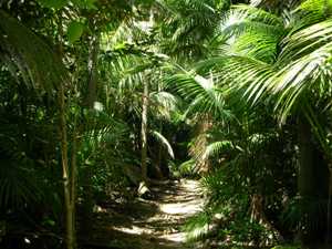 Typical forest track with Kentia Palms