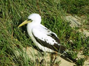 Masked booby