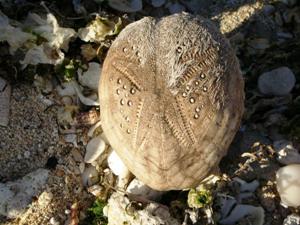 Sand eating sea urchin