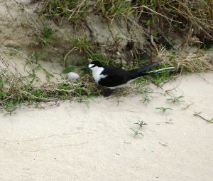 Sooty tern with egg (up to 24% of its own weight)